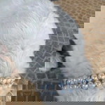  Нашийник за домашни любимци