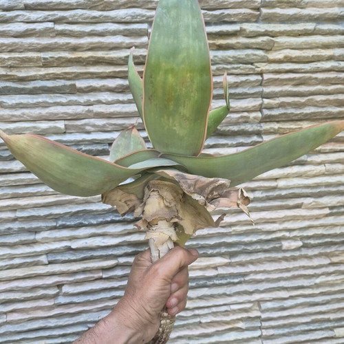Aloe Striata new, large specimen with 23cm caudex
