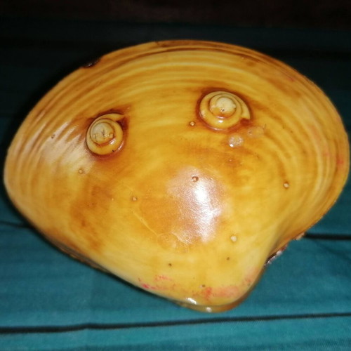 Vintage carved shell with dragon and scenic details