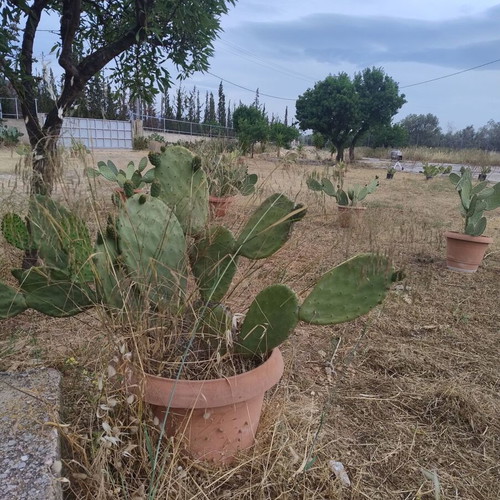 Prickly Pear Cactus in Pot, Like New, Medium Size 0.8m-1m Height