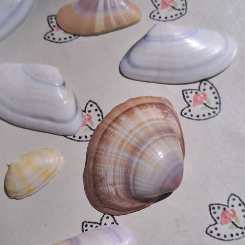 Set of 13 natural seashells for decoration and crafts, like new