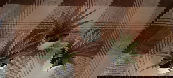 Σετ 3 γλαστρακια-κακτακια απο ΙΚΕΑ