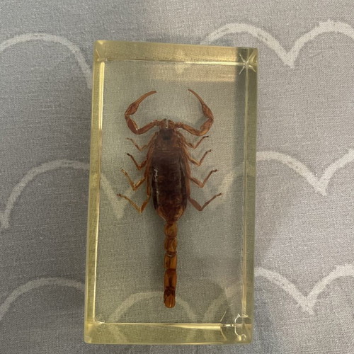 Collection of 9 insects and arthropods in resin
