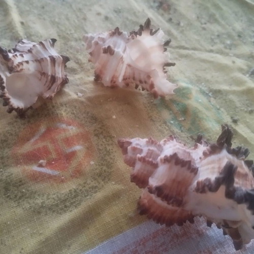 Seashells used, over 100, with seahorse and starfish