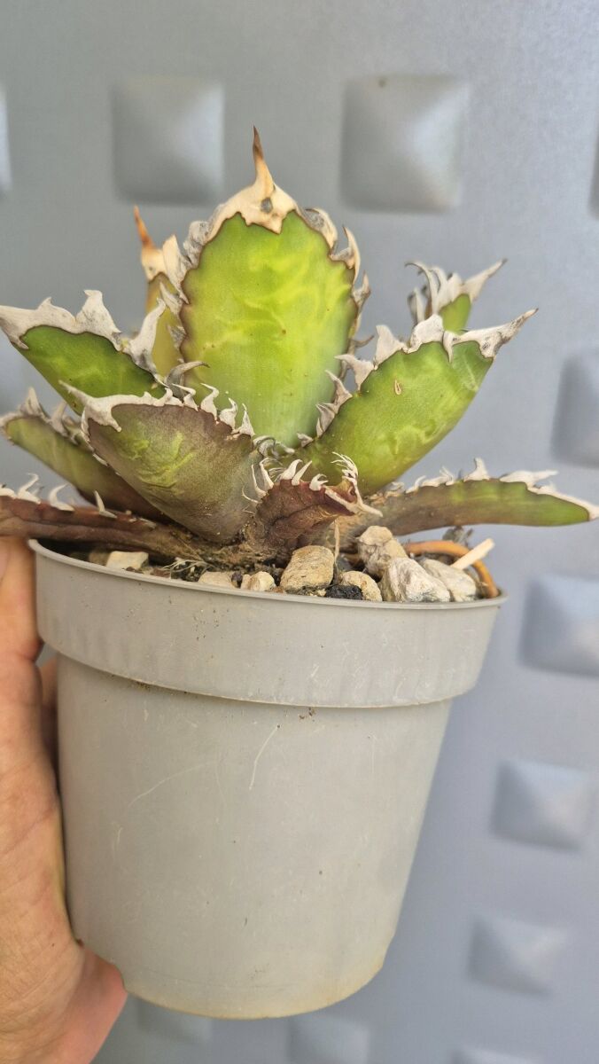 Agave Titanota Red Catweazle new - € 40,00 - Vendora.cy