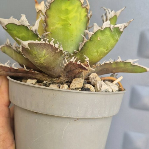 Agave Titanota Red Catweazle new