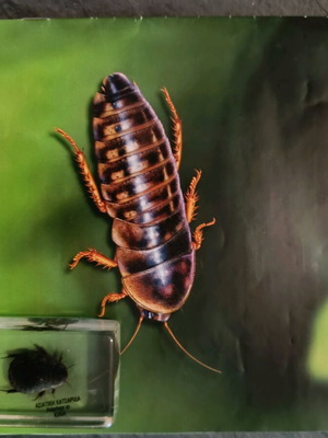 Real insects used, issue 31