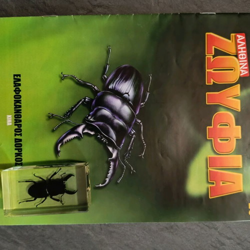 Real Insects Issue 20 used