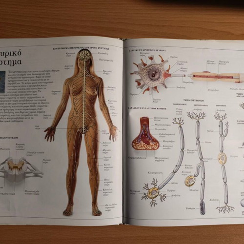 The Human Body panoramic dictionary used, Greek language