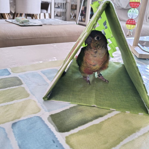 Hanging Bird Toys and Safety Harnesses for Medium Parrots new