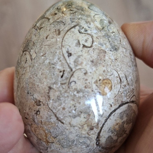 Decorative dinosaur egg from fossil limestone, new