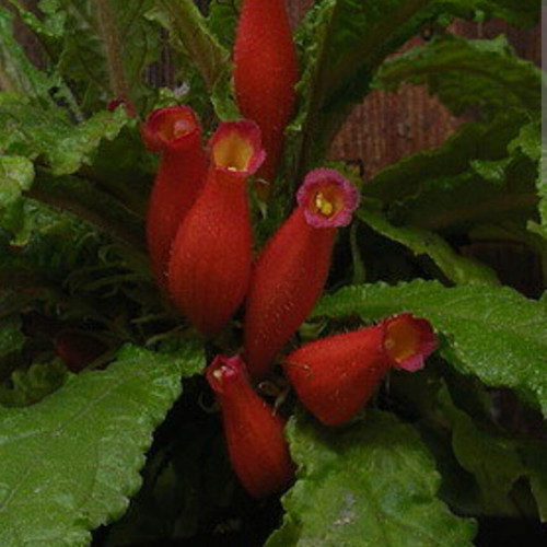Gesneria christii new tropical plant from Caribbean