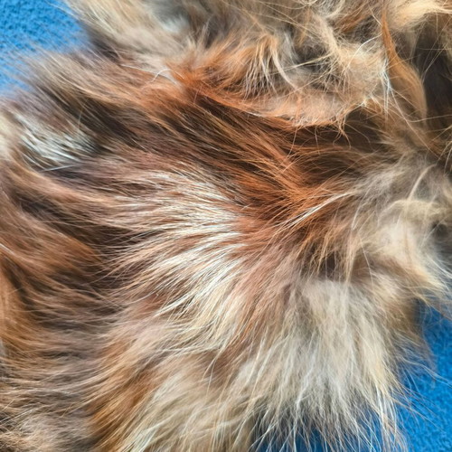 Fur collars used in very good condition