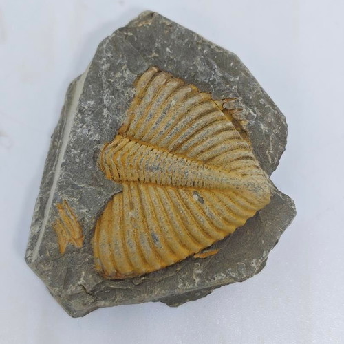 Trilobite Fossil in Natural Shale Rock like new