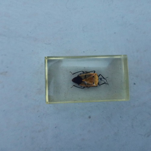 Stink Bug from Deagostini True Insects series like new with book and label