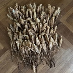 Dried cactus flowers - queen of the night, craft decoration