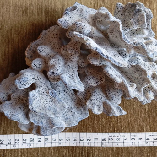 Natural coral used for summer decoration