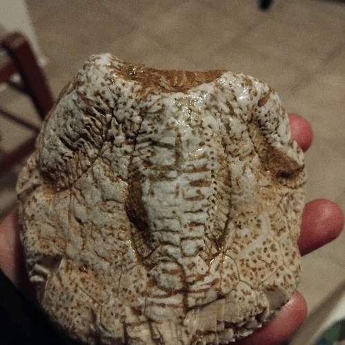 Sea Urchin Fossil used from Crete