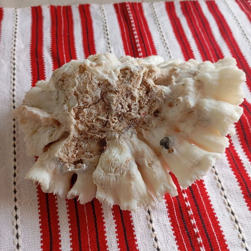 Natural white coral like new, 20×17 cm, 560g