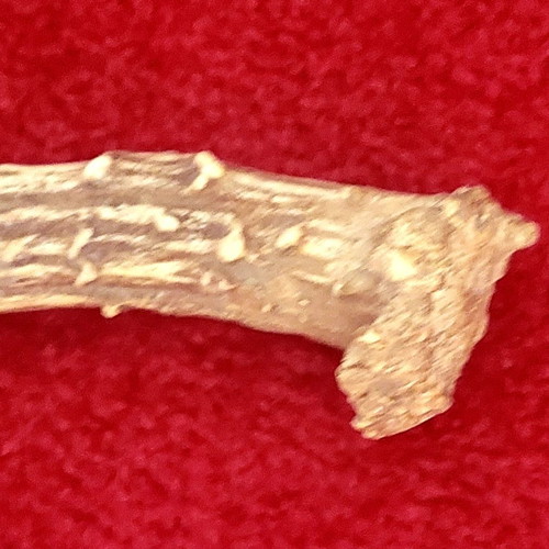 Roe Deer Antler used, natural decoration and craft material