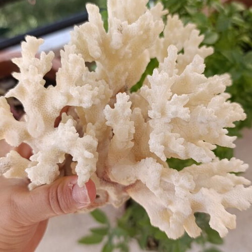 Vintage natural coral decoration 20×15 cm used, authentic