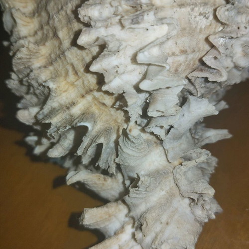 Shell 13cm used with pink beige gray colors