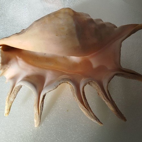 Seashells used, pack of 2 very old over 40 years