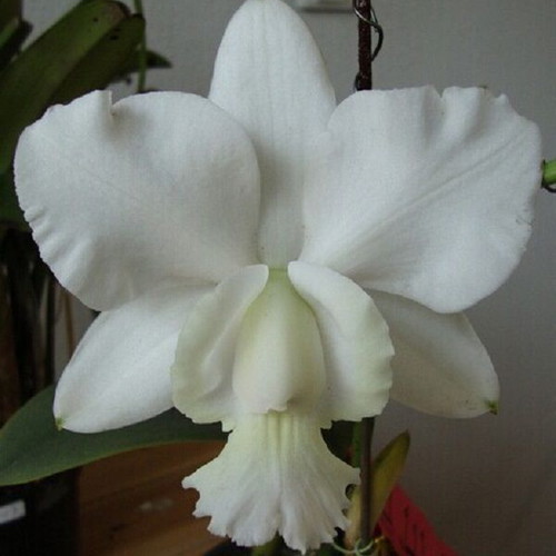 Cattleya orchid seeds, pack of 25, multicolored