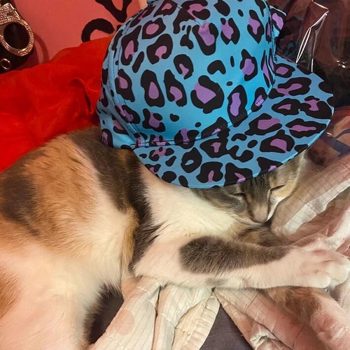 Leopard snapback hat, aforeto