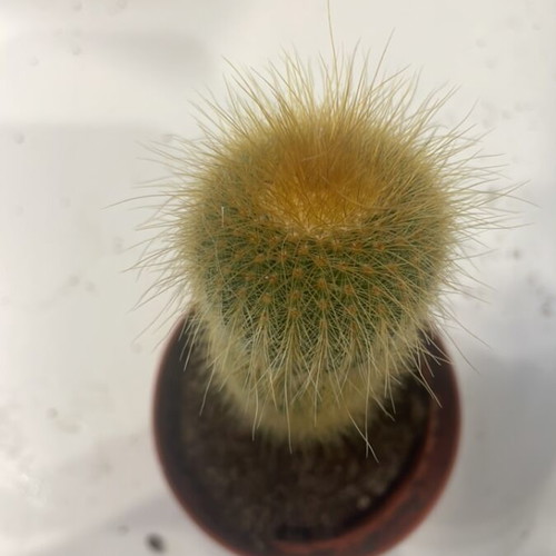 Cleistocactus cactus 12cm height new