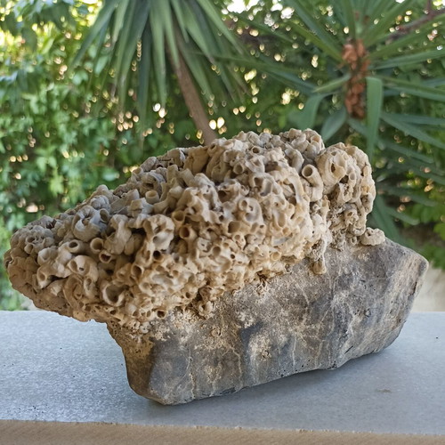 Large Collector's Marine Rock Rapiali 3+ Kg with Ficopomatus Colony