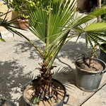 Palm tree used
