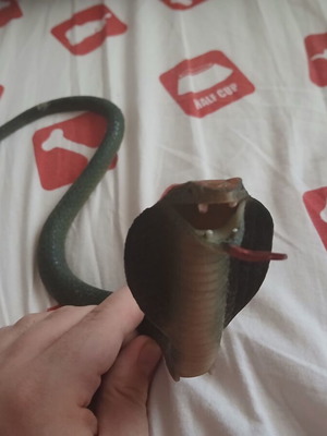 Cobra figure used, realistic and flexible