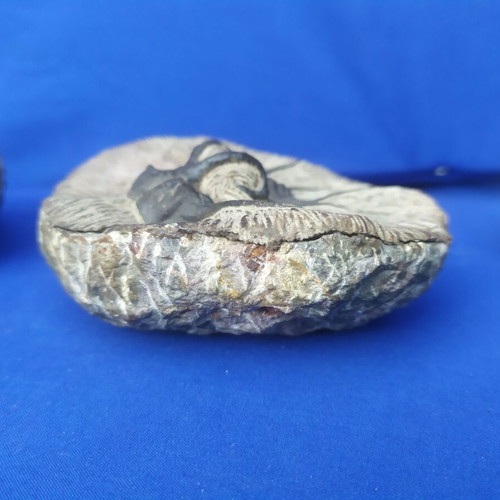 Trilobite display models set of 3, synthetic material, Moroccan