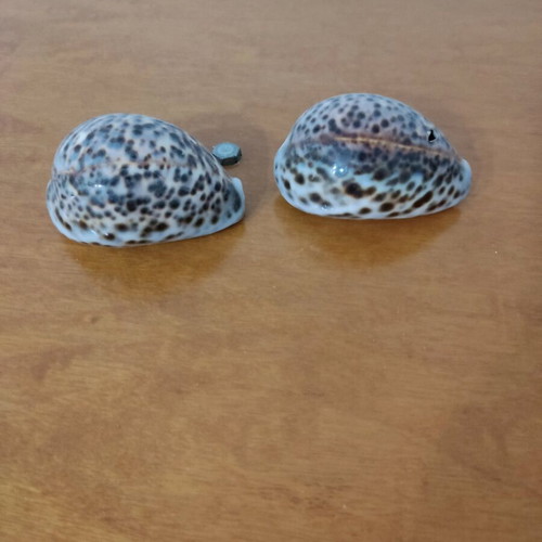 Natural Cyprus tiger shells new, set of 2 pieces