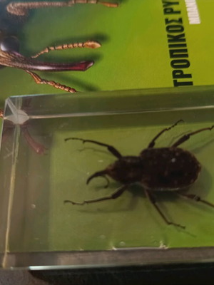 Real Insects Issue 37 used