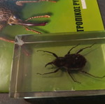 Real Insects Issue 37 used