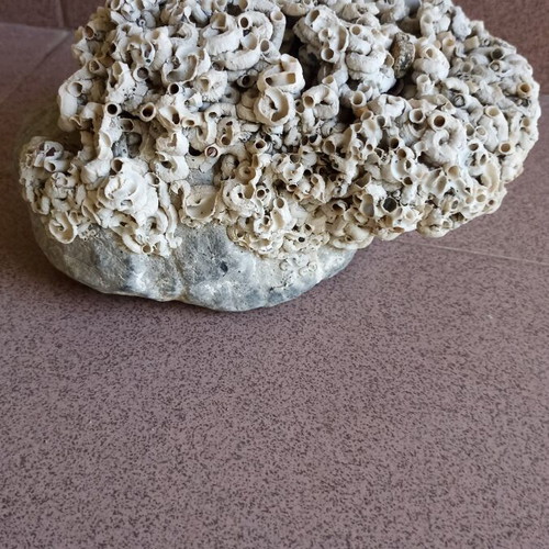 Large Collector's Marine Rock Rapiali 3+ Kg with Ficopomatus Colony