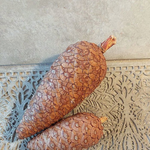 Pine cones set of 2 for Christmas decoration