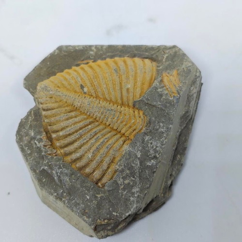 Trilobite Fossil in Natural Shale Rock like new