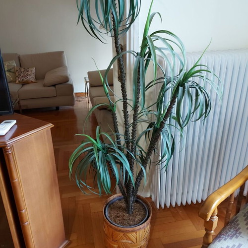 Indoor plant like new with pot and bamboo holder