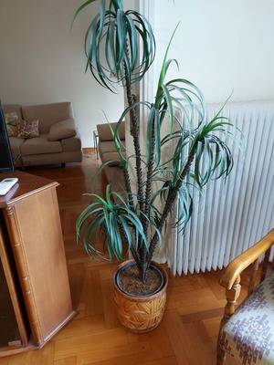 Indoor plant like new with pot and bamboo holder