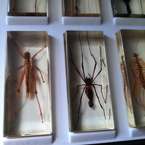 Insect collection like new with display case