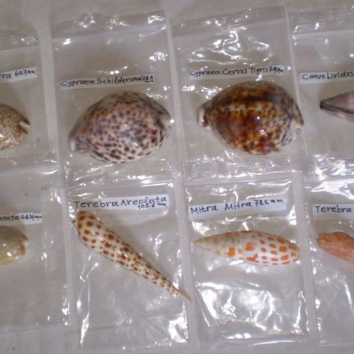 Natural sea shells used, collection of 137 pieces, selected