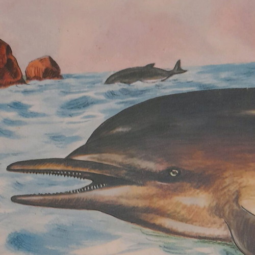 Animal posters used, set of 3, elementary zoology 1960-1975