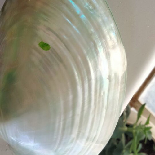 Mother of Pearl Collectible Freshwater Mussel Shell new, 6cm