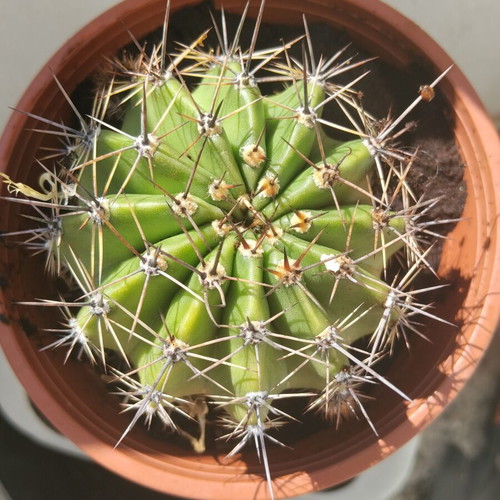 Echinopsis cactus large, like new, in plastic pot