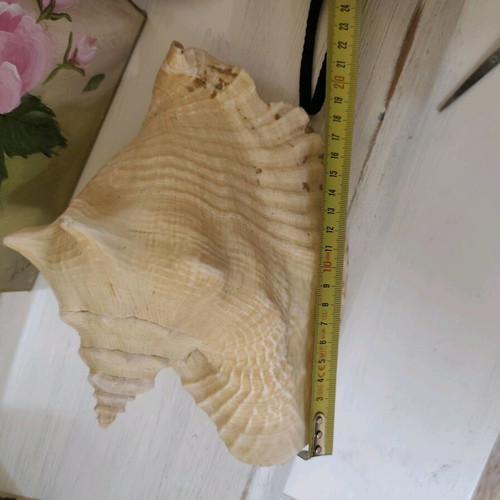Large natural shell like new