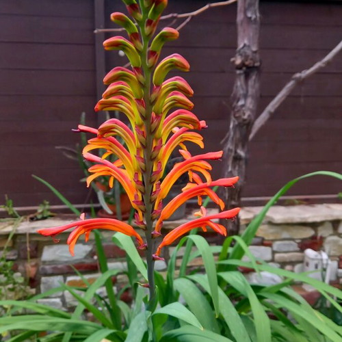 Chasmanthe Floribunda Seeds New, pack of 10, African Flag Cobra Lily
