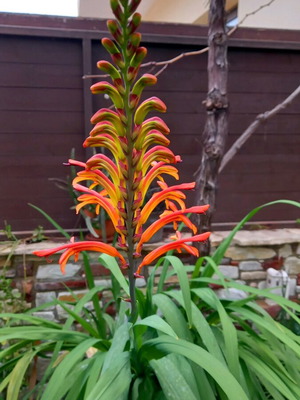 Chasmanthe Floribunda Seeds New, pack of 10, African Flag Cobra Lily